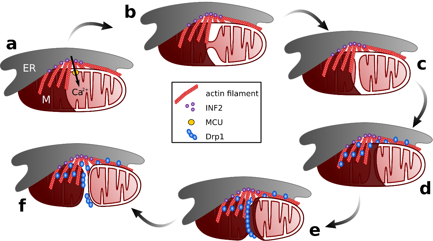 La Dynamique Des Mitochondries Planet Vie